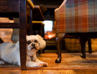 The Bear, Oxshott is dog friendly