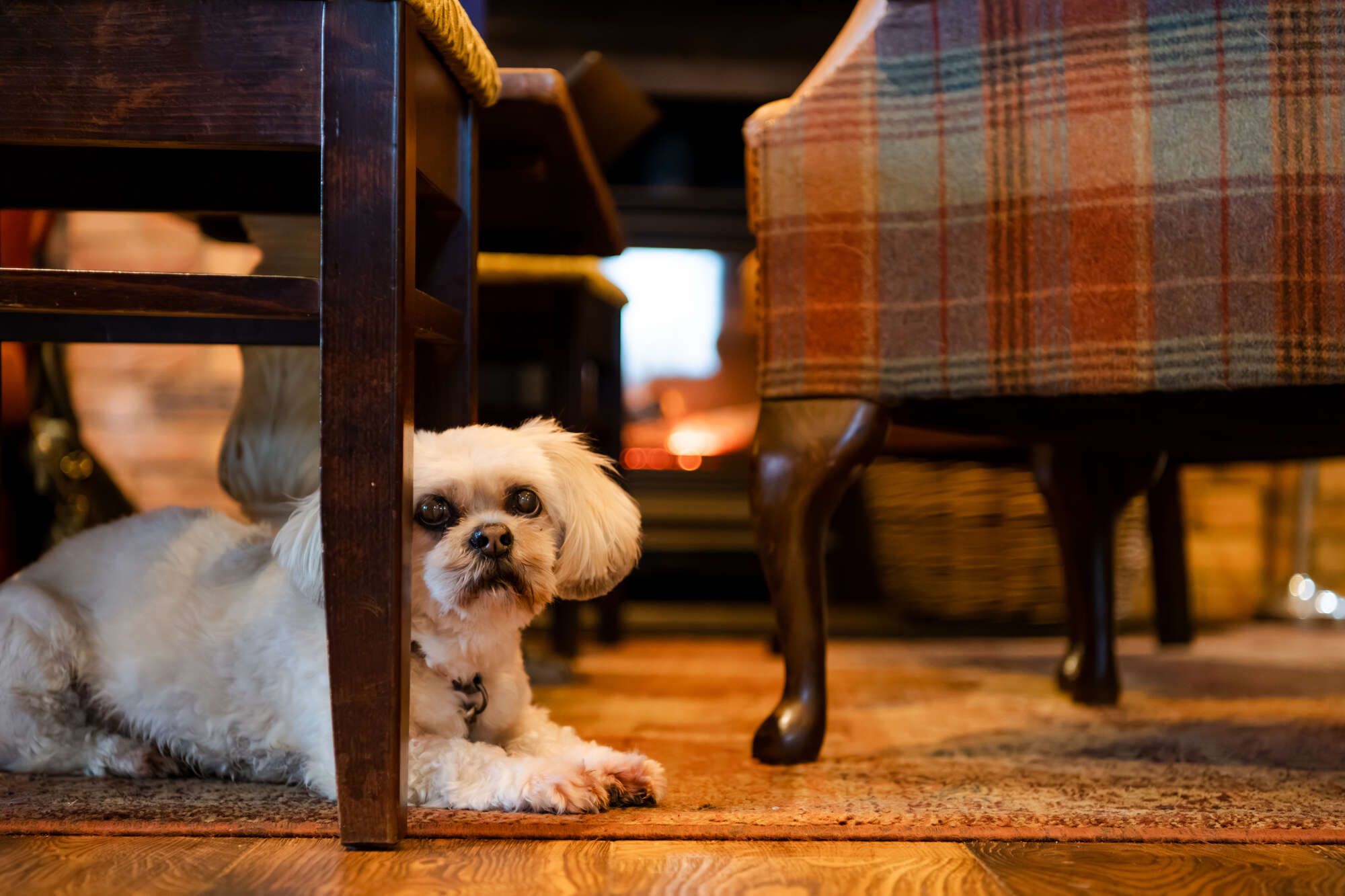 The Bear, Oxshott is dog friendly