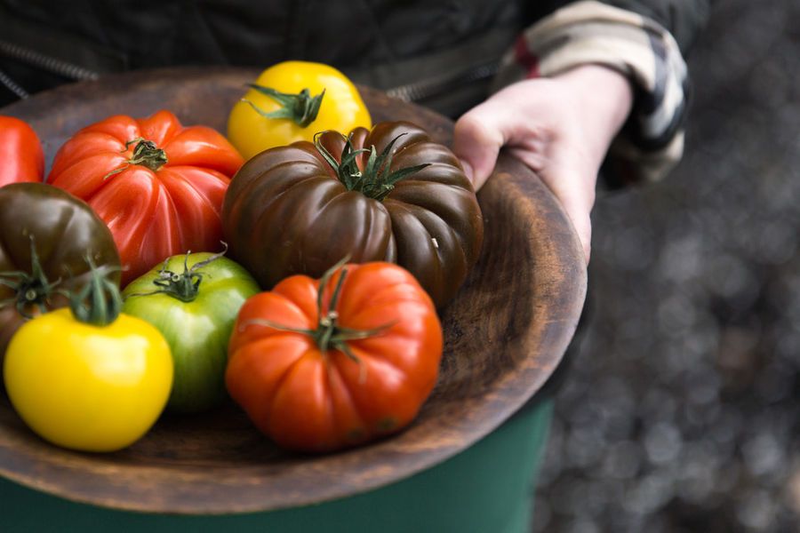 Nutbourne Tomatoes 